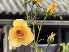 -美炉村·58花园·烤全羊·北京烤鸭