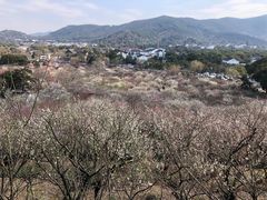 -香雪海