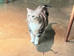 -咖法森林·咖啡  酒吧(天河店)