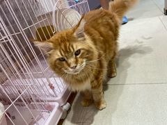 -藏猫猫咖啡主题馆(中央大道店)