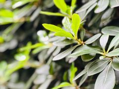 -重庆市江北嘴中央商务区中央公园