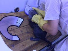 -喵百万·布偶·蓝金金渐层英短·猫舍(百子湾店)