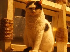 -猫咪博物馆(顶澳仔猫街店)