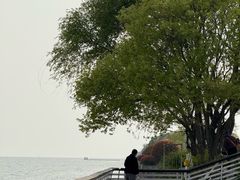 -贡湖湾湿地公园