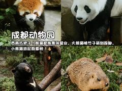 -成都动物园