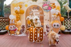 -派对猴生日派对策划(浦东店)