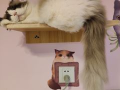 -三花喵·撸猫购宠·宠物生活馆(虹桥南丰城店)