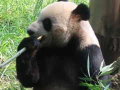 -都江堰中华大熊猫苑