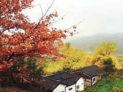 -千年银杏谷文化旅游区