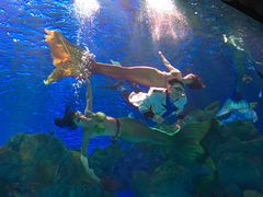 人鱼共舞-芜湖新华联大白鲸海洋公园