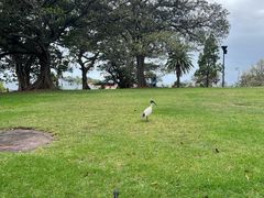 -麦考利夫人座椅