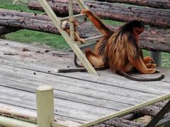 -西霞口神雕山野生动物世界