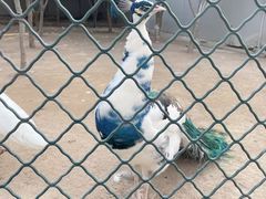 -宿豫区运河湾森林动物园