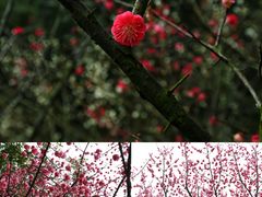 -橘子洲景区