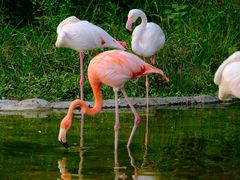 -杭州野生动物世界