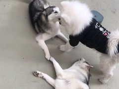 -星多哈·狗咖·拼豆·咖啡