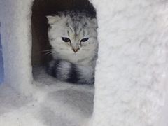 -喵的天空名猫咖啡馆·撸猫·猫舍·用品