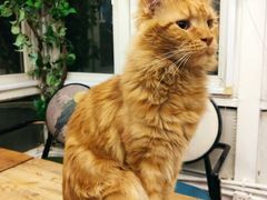 -猫小院猫主题咖啡厅(北锣店)