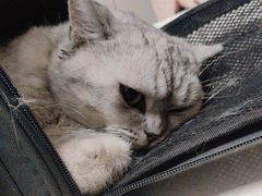 -瑞鹏宠物医院·爱宠堂·骨外专科(西荷分院)