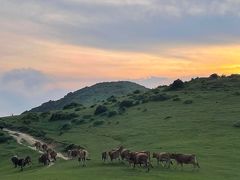 -大姆山草场