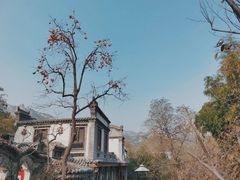 -老张烤羊(王哥庄店)