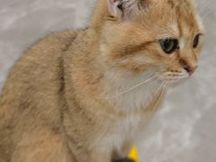 -猫力发电所·宠物专门店