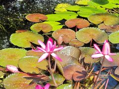 -国家植物园南园