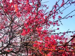 -杭州植物园