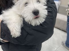 -安安宠医宠物医院·异宠·犬猫内科(岳阳分院)
