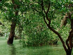 -宝安西湾红树林湿地公园