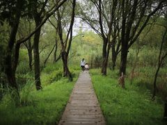 -西溪国家湿地公园