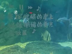-烟台海昌鲸鲨海洋公园
