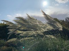 -海德公园