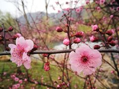 -石塘人家