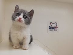 -十年猫舍·猫咪专门店(普陀店)