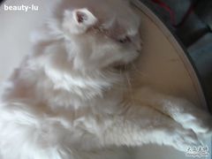 -Babycat私家御饼屋(龙头路一店)