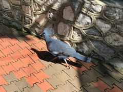 -吉隆坡雀鸟公园