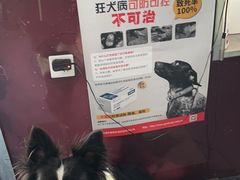 -顺强宠物诊所·狂犬免疫·夜诊·骨科(嘉定店)