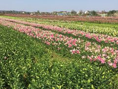 -枫林花海