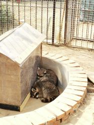 -萌宠亲子动物乐园(槐房万达店)