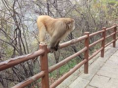 -神农山景区