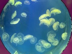 -海合安武汉极地海洋公园