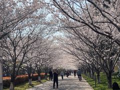 -高东镇樱花园