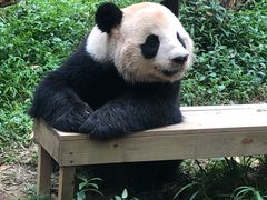 -广州长隆野生动物世界