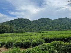 -中国茶叶博物馆(双峰馆区)
