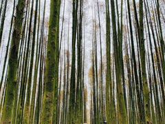 -山王坪喀斯特国家生态公园