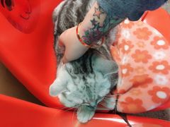 -猫咪博物馆(顶澳仔猫街店)