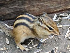 -五营红松林海景区