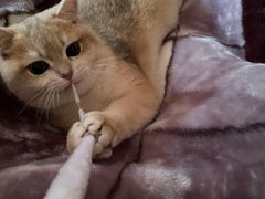 -东方名猫馆·英短金渐层布偶猫舍(环线广场1号楼店)