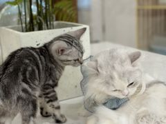 -共舞时光猫咖·狗咖(新街口店)